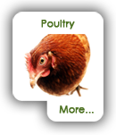 Poultry